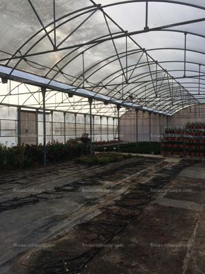 En venta  vivero de plantas en elche