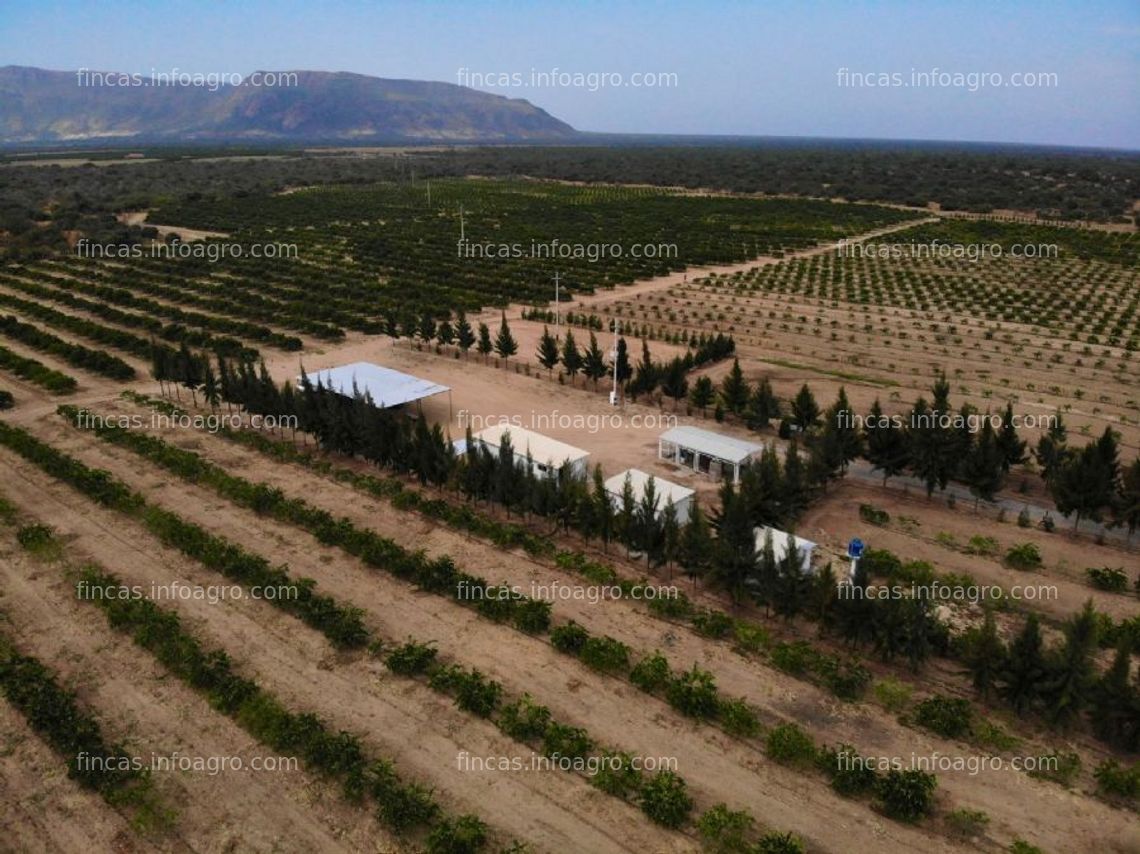 Fotos de Se vende chacra en el valle de olmos