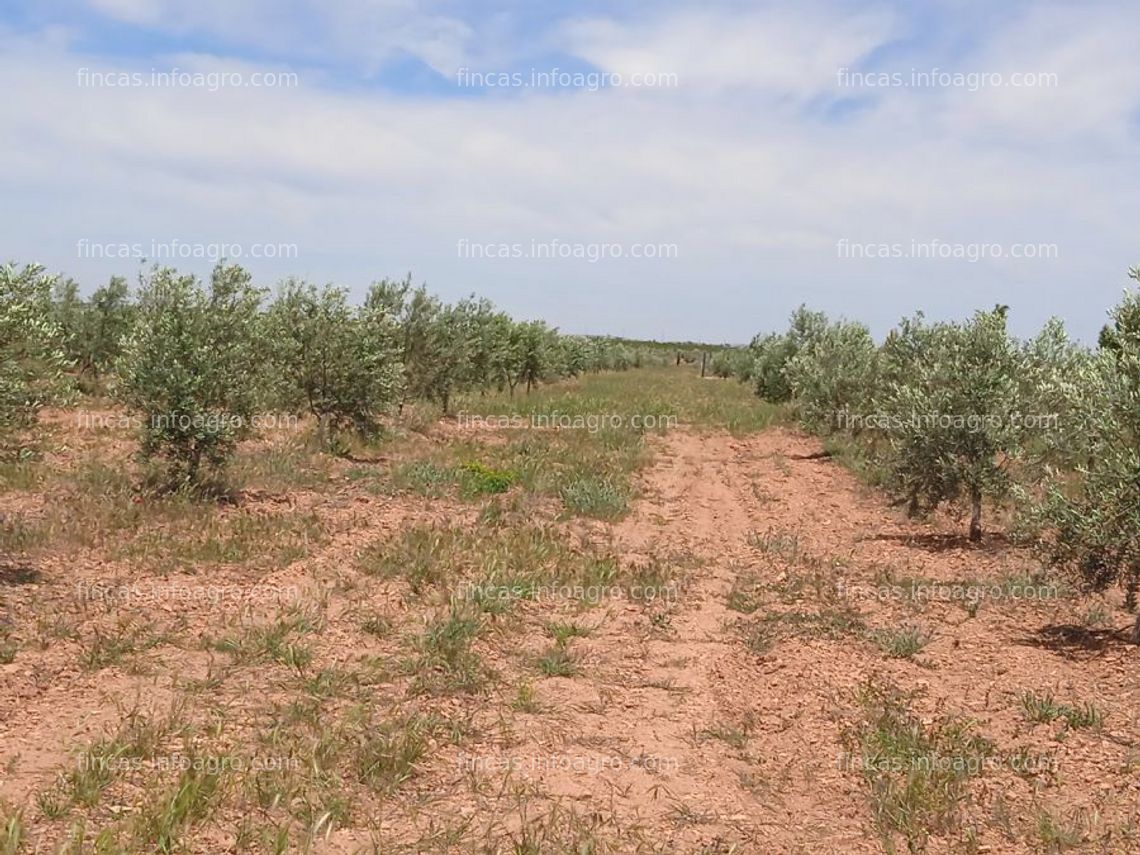 Fotos de Se vende olivar de 10 ha, valdepeñas (ciudad real)