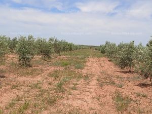 Se vende olivar de 10 ha, valdepeñas (ciudad real)