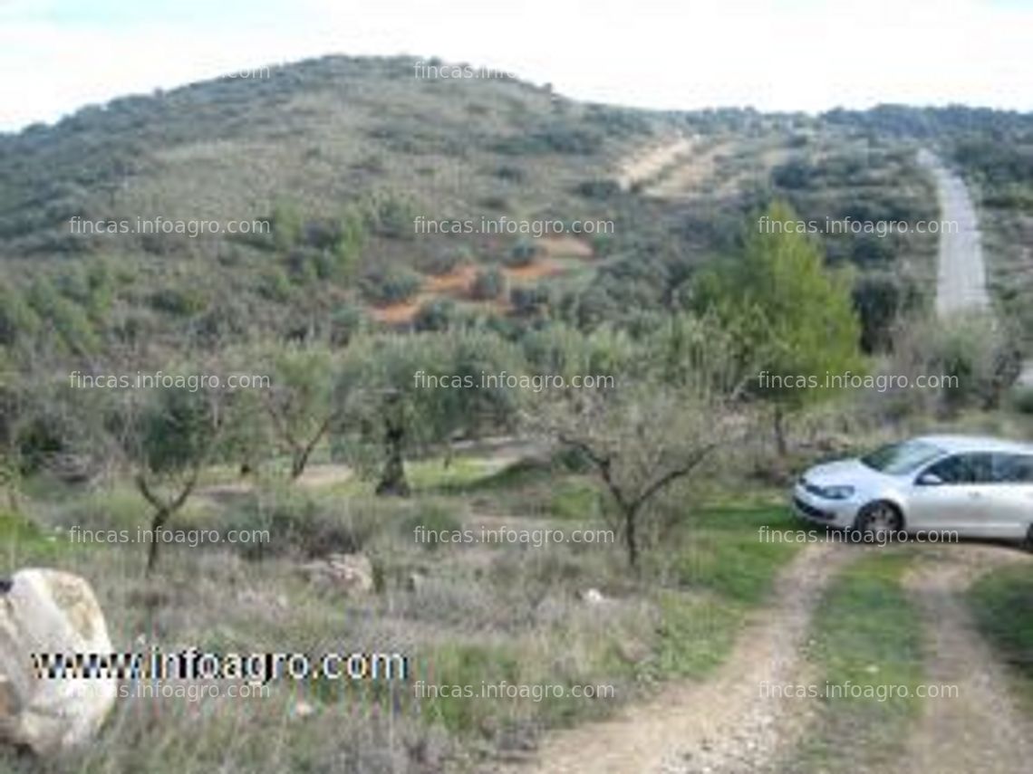 Fotos de A la venta olivar de 9 ha con 186 olivos en íllora, granada