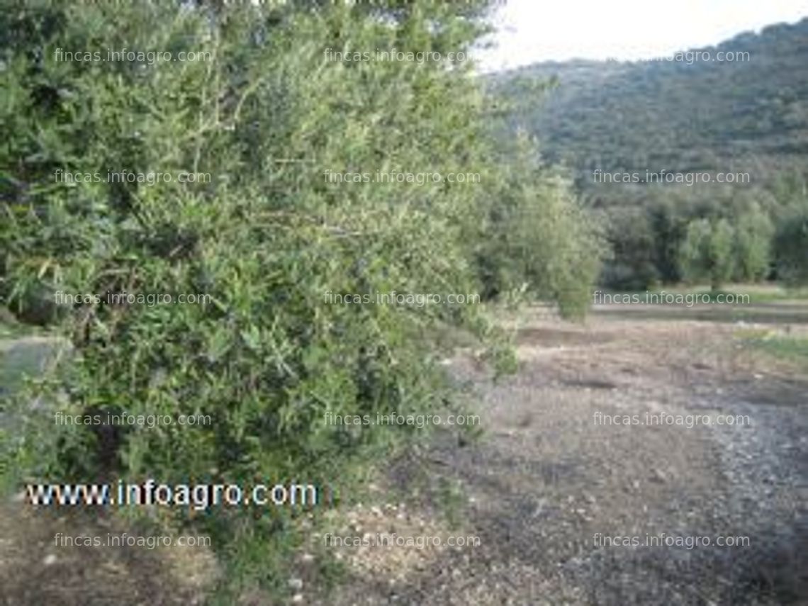 Fotos de A la venta olivar de 9 ha con 186 olivos en íllora, granada