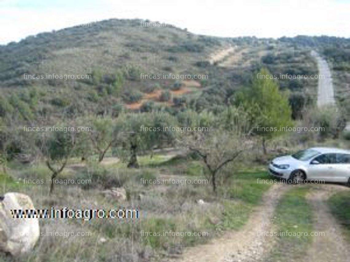 Fotos de A la venta olivar de 9 ha con 186 olivos en íllora, granada