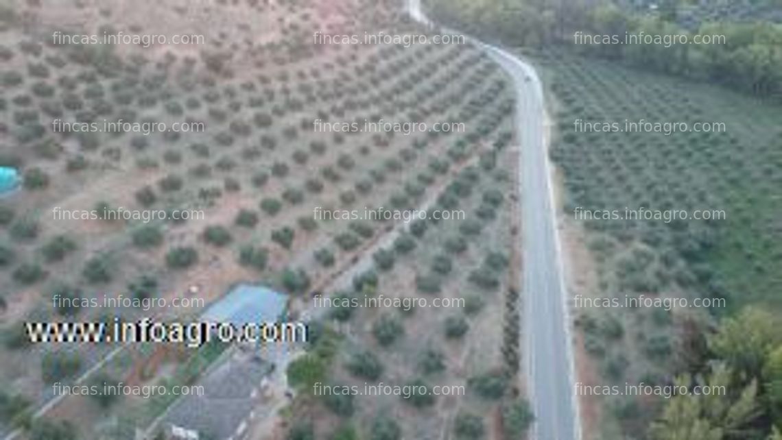 Fotos de Se vende finca de olivar de riego