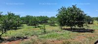 Fotos de En venta  rancho productor de limón persa y coco en yucatán