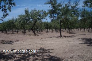 Vendo almendros (600) marcona-largueta-comuna olivar (50) empeltre en lledó( teruel) finca de 7 hect.