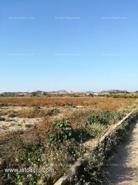 Fotos de En alquiler finca regadio (gratis el agua)  4 hg. en vilamarxant