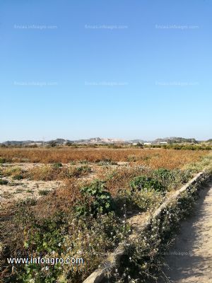 Se alquila finca regadio (gratis el agua)  4 hg. en vilamarxant