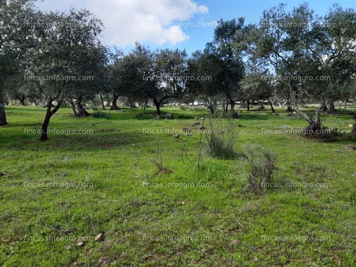 Fotos de En venta  finca en aroche (huelva)