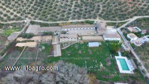 Se vende o alquila opción compra, finca con tres viviendas, terreno, naves en jaén