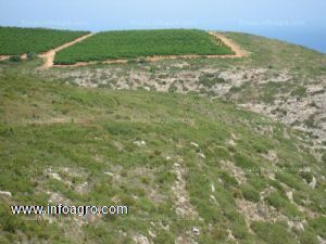 Se vende finca rustica en cabanes