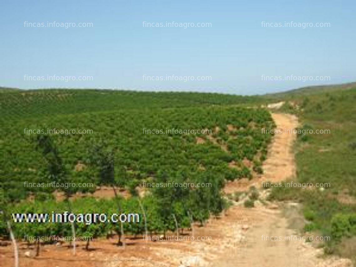 Fotos de Se vende finca rustica en cabanes