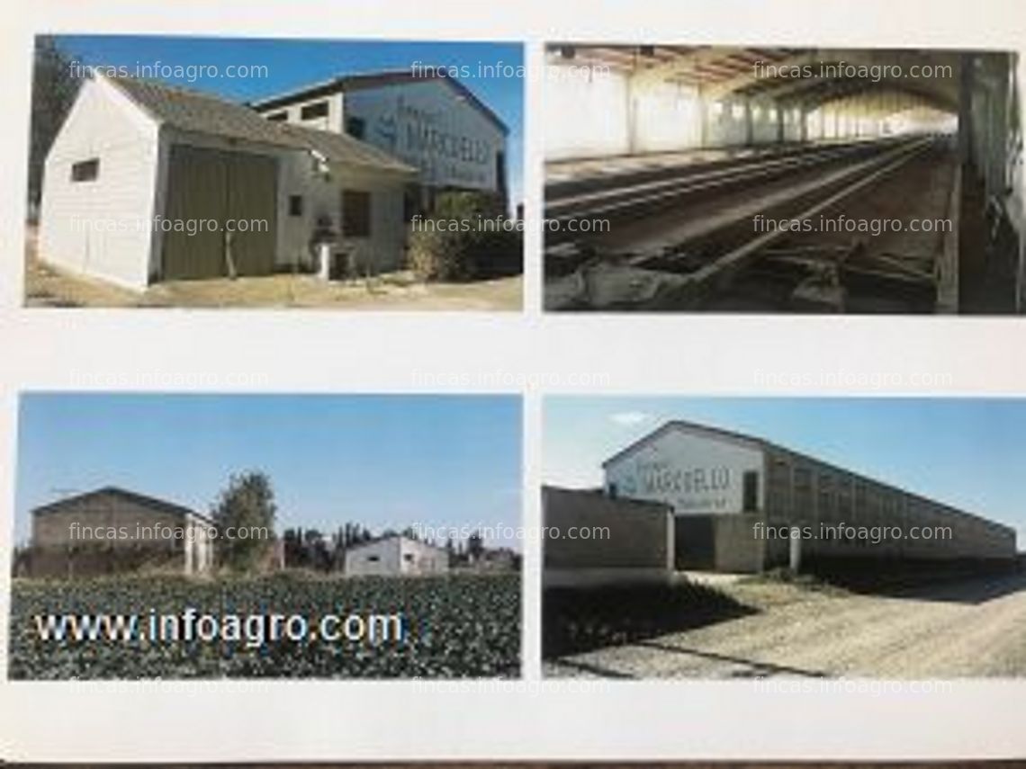 Fotos de En venta  granja para la cría de gallinas y cerdos