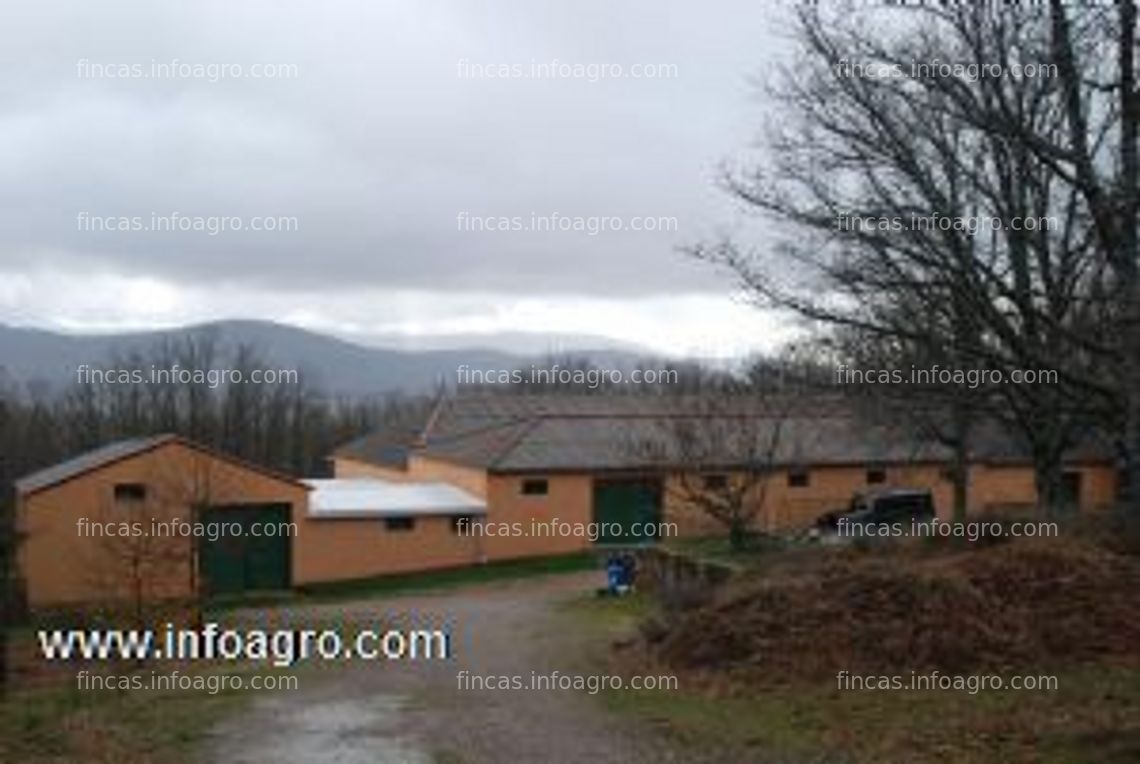 Fotos de A la venta granja de gallinas para producción de huevos ecológicos en la comunidad de madrid