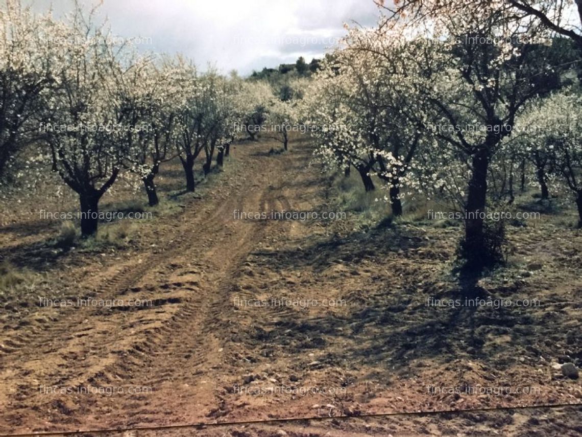 Fotos de Se vende plantacion de almendros en libros, teruel