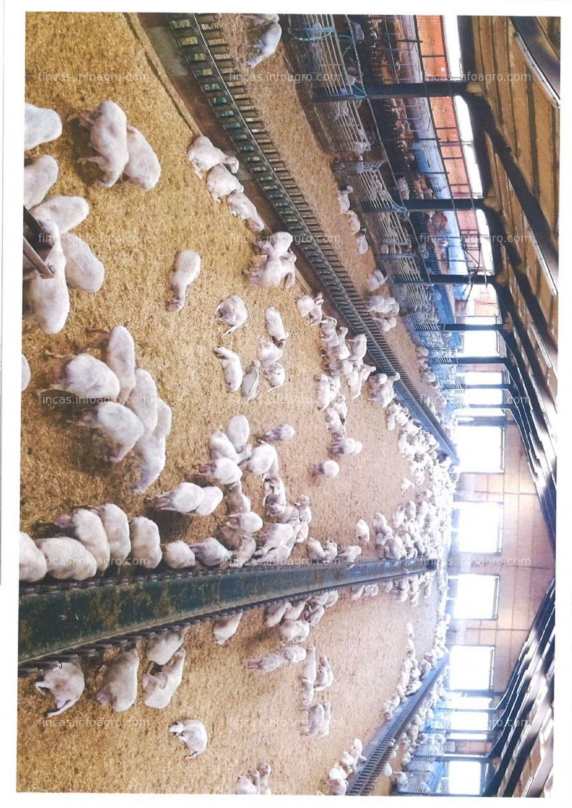 Fotos de En venta  o alquila explotación ovino de leche
