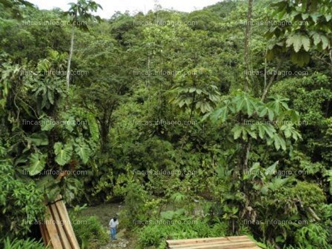 Fotos de Se vende finca maderera 150 ha en chocó colombia, alta rentabilidad 