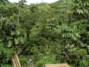Se vende finca maderera 150 ha en chocó colombia, alta rentabilidad 