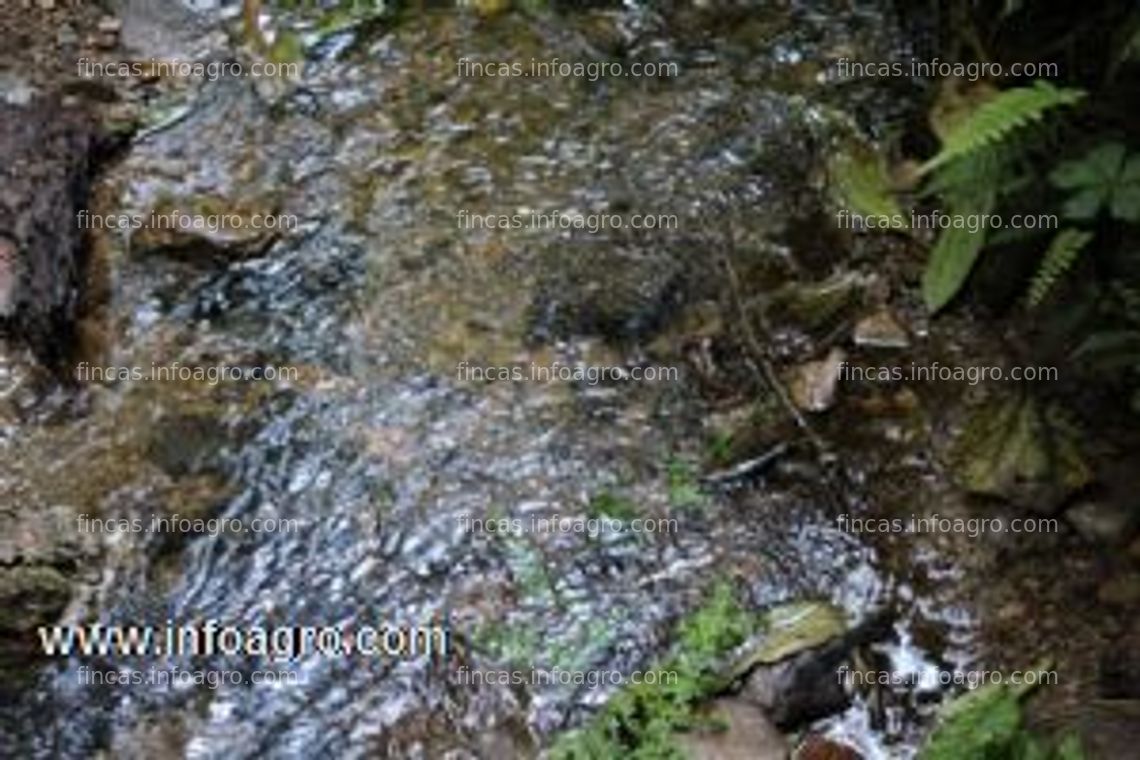 Fotos de A la venta finca extensa con gran oportunidades de negocio, apta para fines agrícolas, ganadería, agua abundante