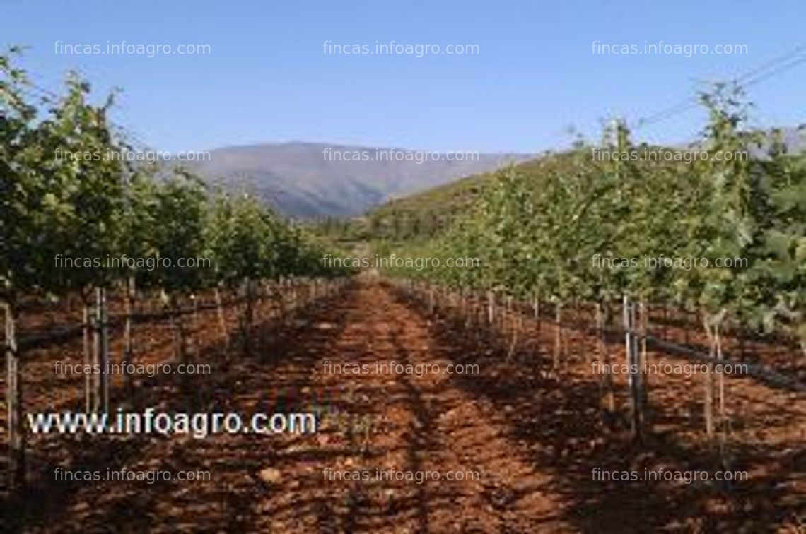 Fotos de A la venta viñedo en el altiplano de sierra nevada - granada