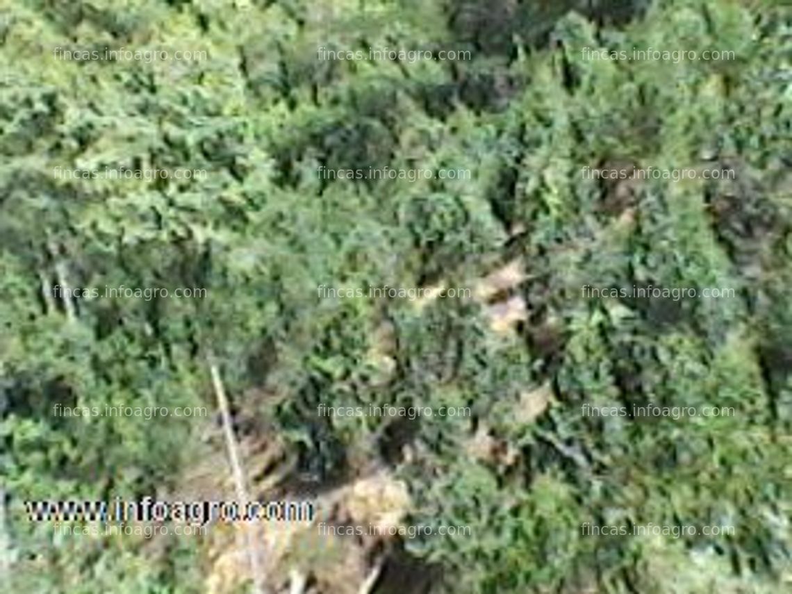 Fotos de Vendo jungle business 22 ha (2368060ft²): approx. 20,000 trees (chanchamayo) free from pests with their own water and electricity