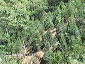 Vendo jungle business 22 ha (2368060ft²): approx. 20,000 trees (chanchamayo) free from pests with their own water and electricity