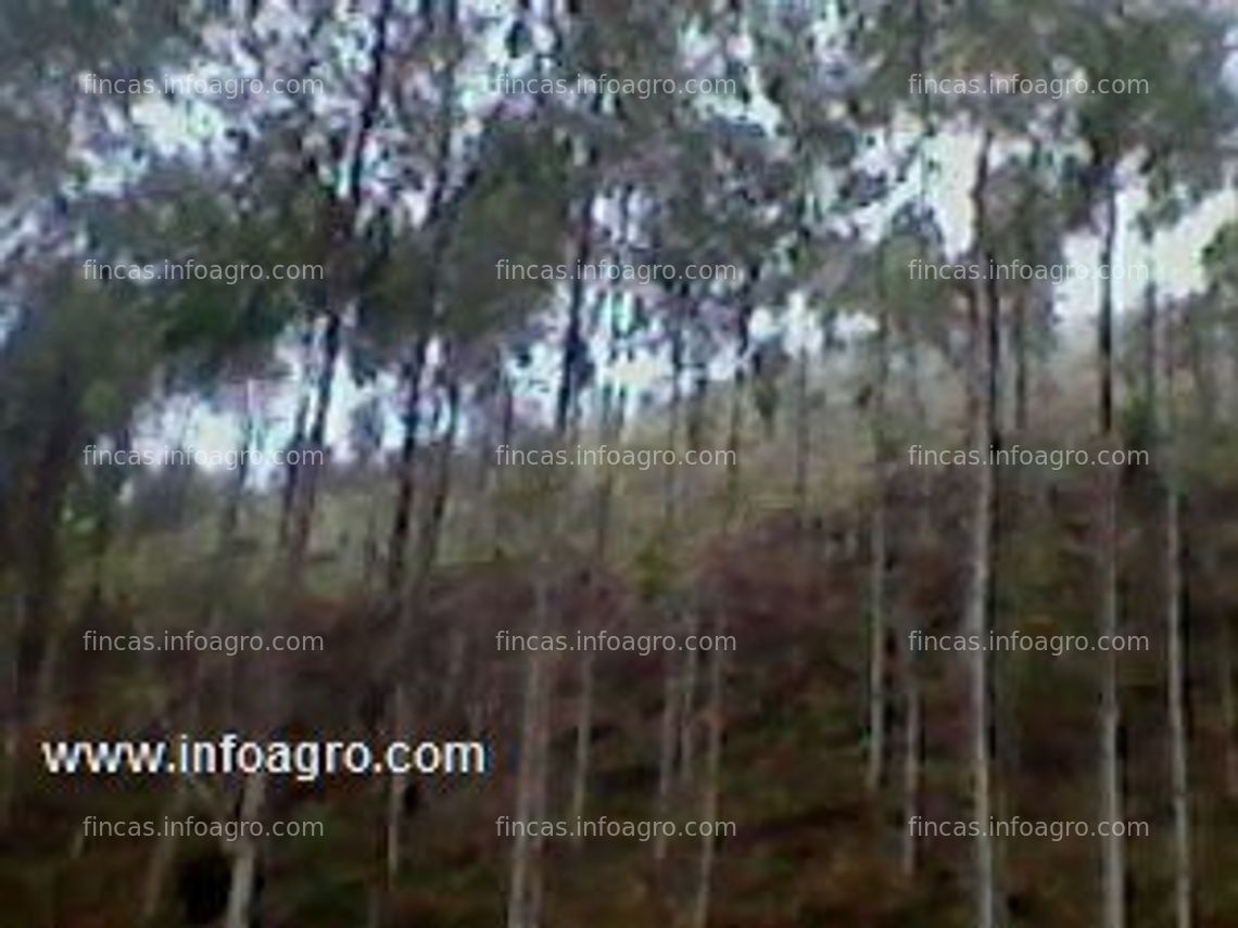 Fotos de Vendo jungle business 22 ha (2368060ft²): approx. 20,000 trees (chanchamayo) free from pests with their own water and electricity