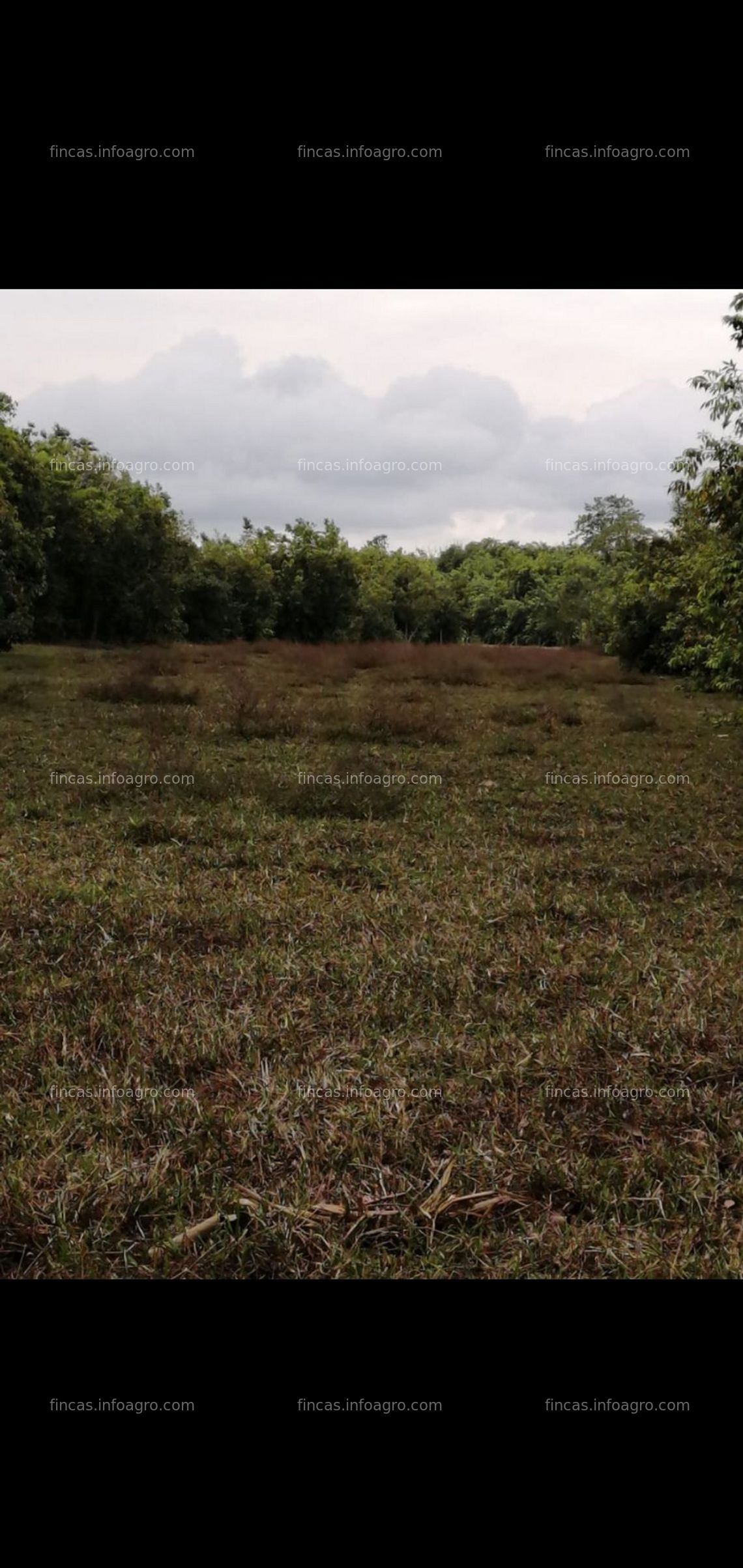 Fotos de A la venta finca en el estado apure - guasdualito venezuela 19 hectareas