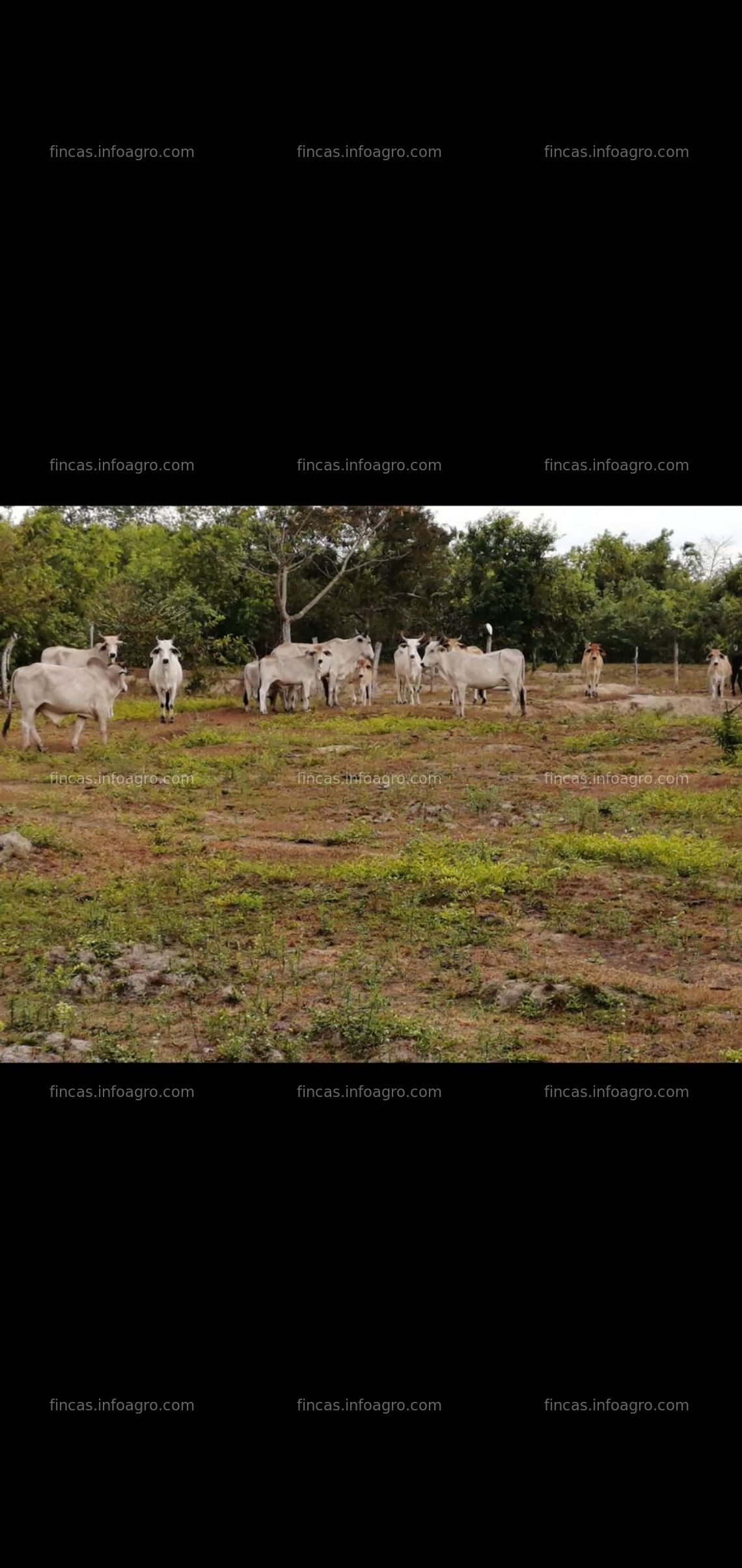 Fotos de A la venta finca en el estado apure - guasdualito venezuela 19 hectareas