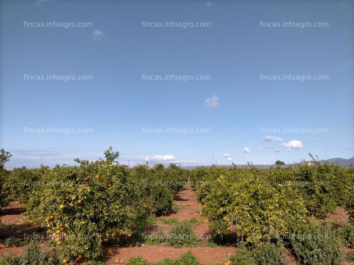 Fotos de En venta  finca en bétera pla de andanes