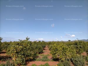 En venta  finca en bétera pla de andanes