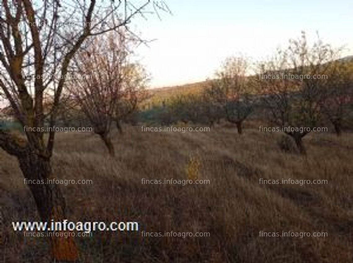 Fotos de A la venta finca de almendros, olivos y viñedos