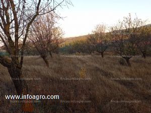 A la venta finca de almendros, olivos y viñedos