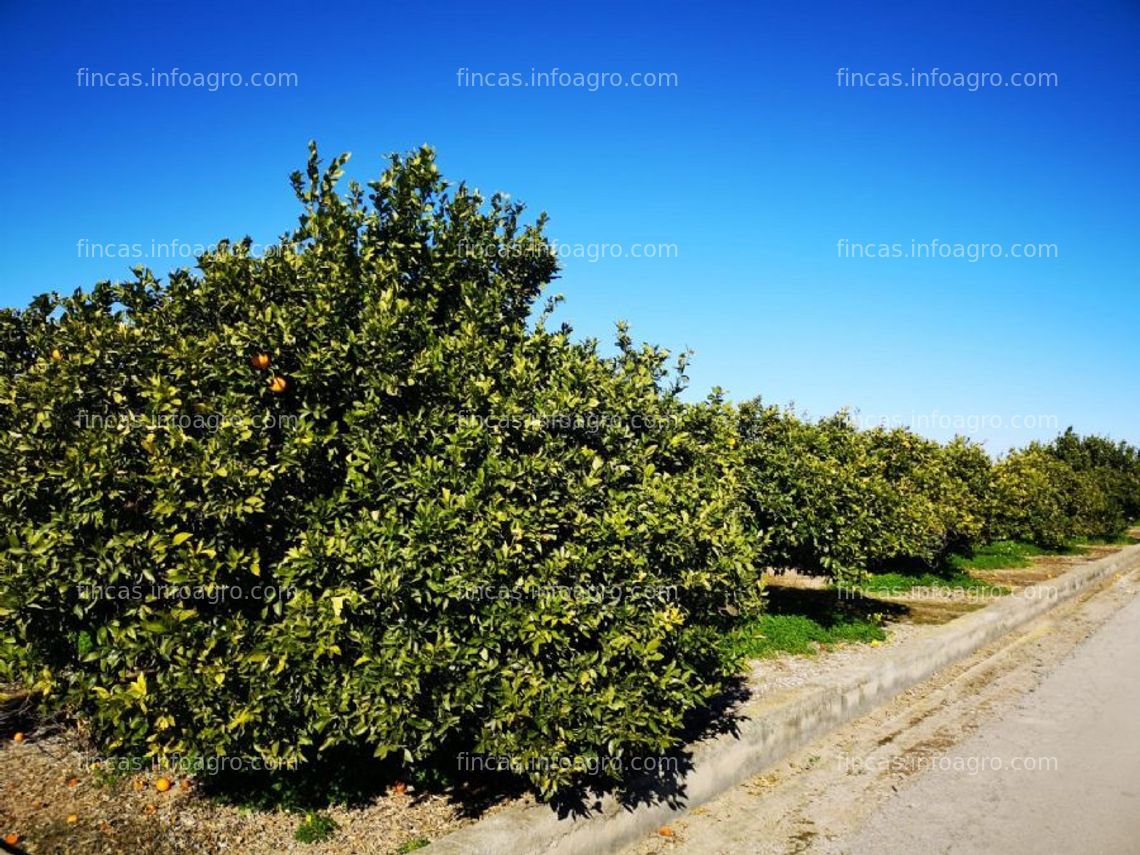 Fotos de Se vende campo de naranja Navelina