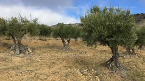 Vendo olivar de 1 ha.  tiene 80 olivos de entre 25/30 años