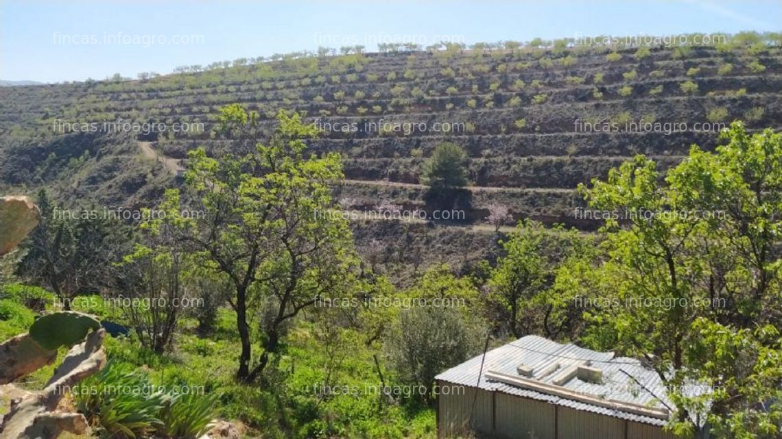 Fotos de A la venta finca en terrazas con olivos almendros y cortijo en gojar granada