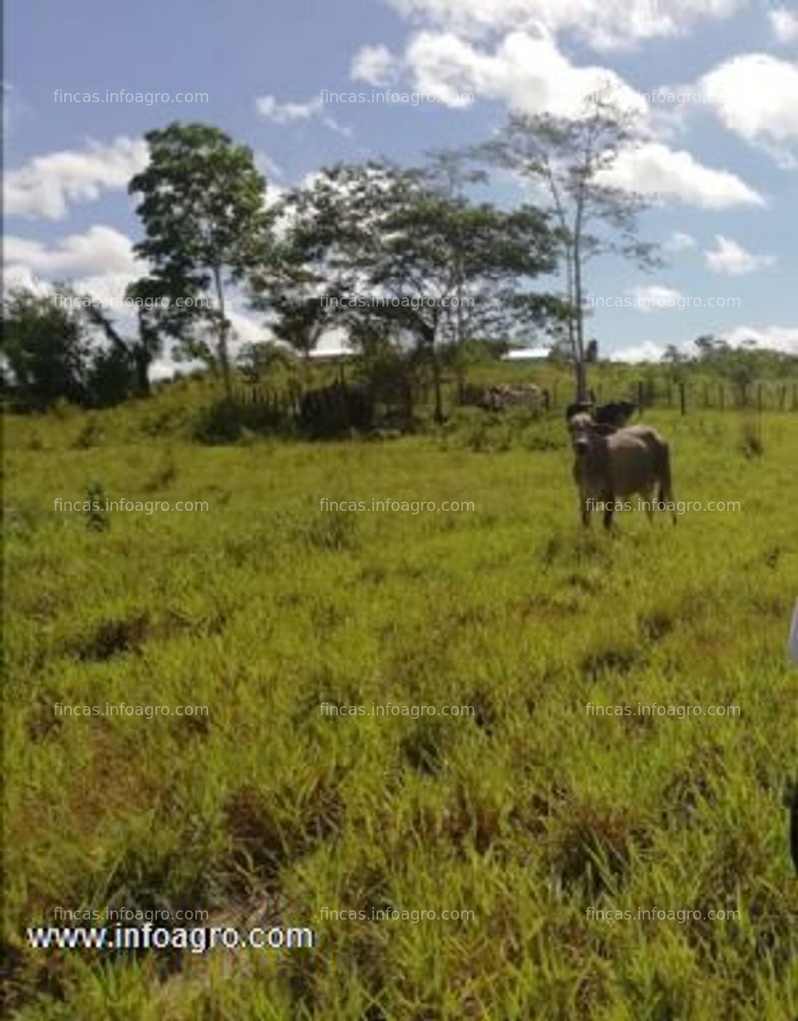 Fotos de Vendo remato terreno para agricultura o ganadería en honoria - huánuco