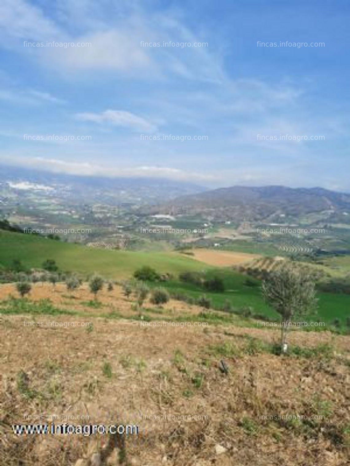 Fotos de Vendo olivar en casarabonela (málaga)