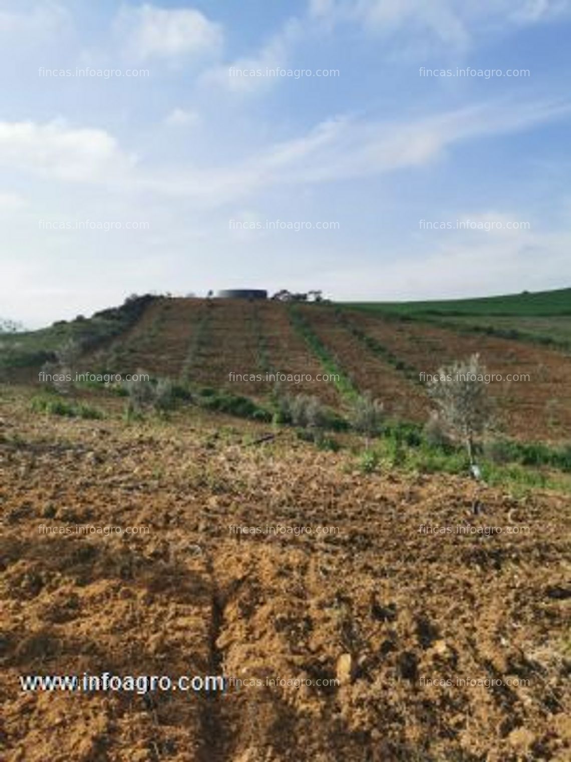 Fotos de Vendo olivar en casarabonela (málaga)