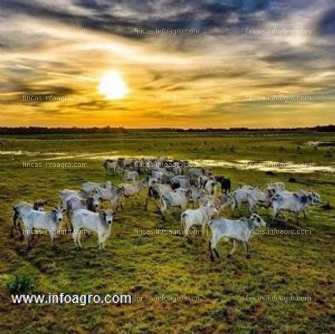 Fotos de A la venta 102 ha de tierra agrícola en cabuyaro, colombia