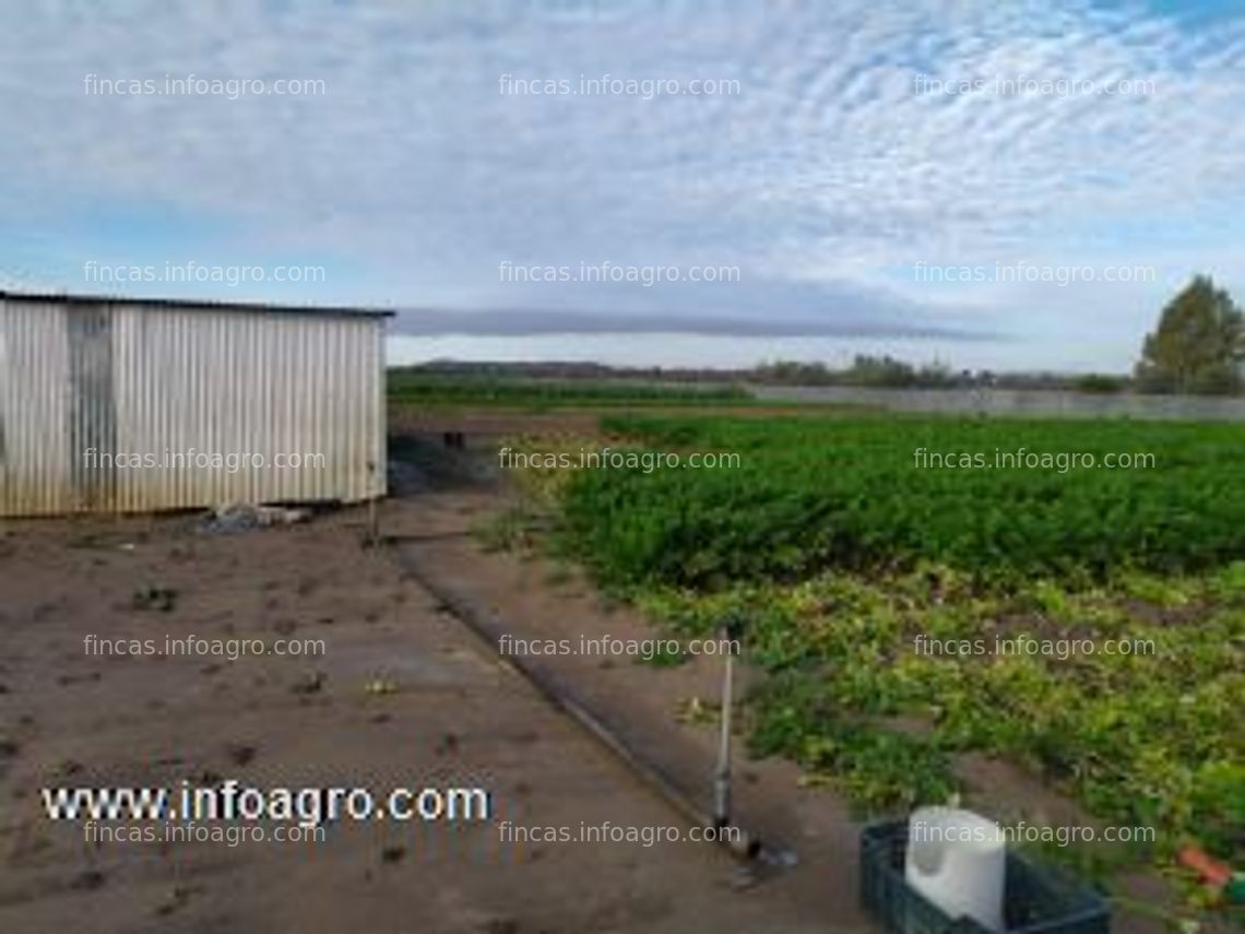 Fotos de Se vende las pachecas - jerez de la frontera