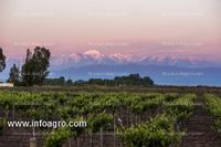 Fotos de A la venta viñedos y proyecto bodega turística en alto chapanay