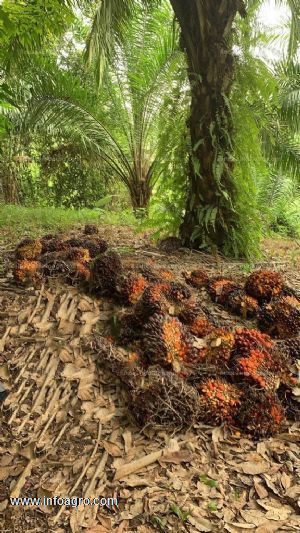 En venta finca con palma africana en producción