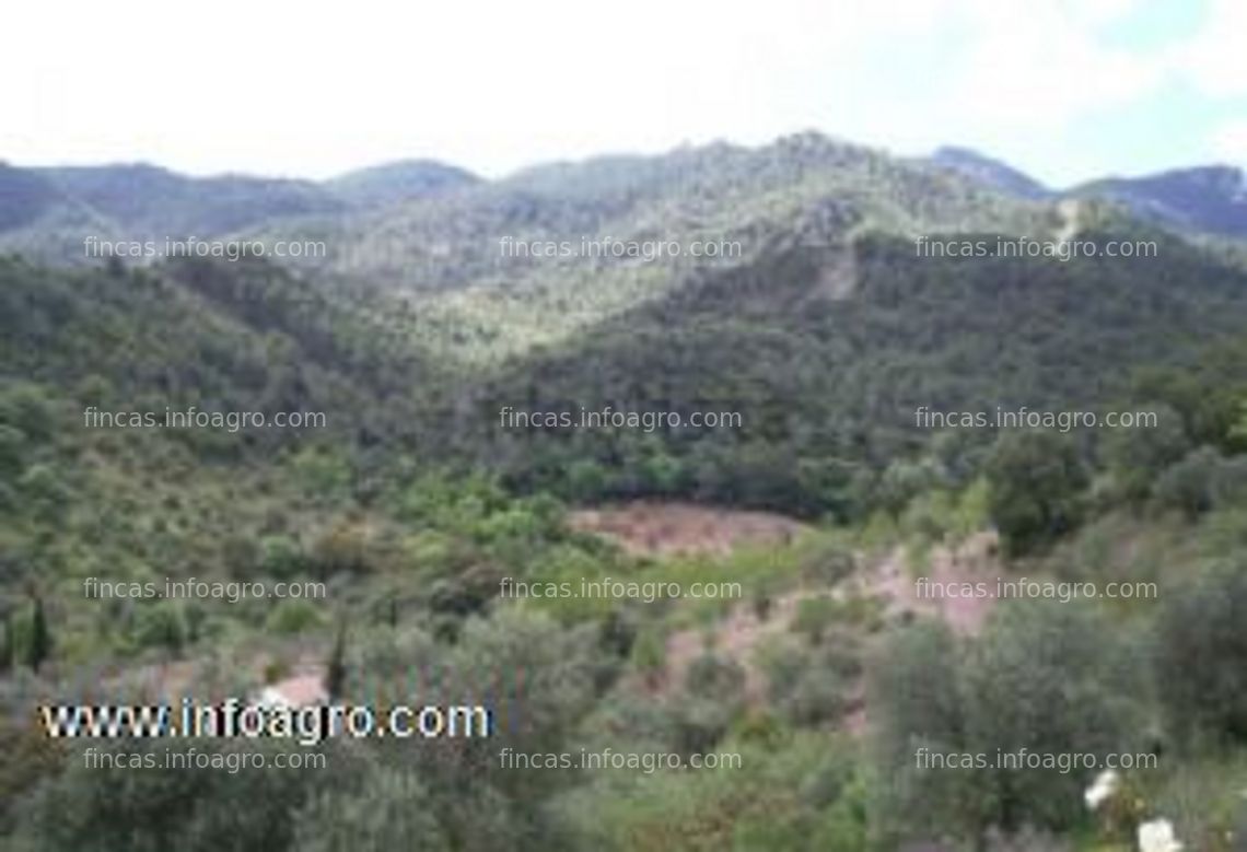 Fotos de Se vende terreno (muy rebajado) en la sierra de las nieves (el burgo, Málaga)