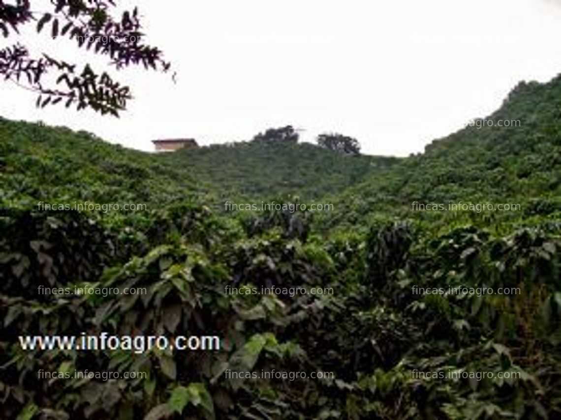 Fotos de En venta  finca ganadera, cafetera, aguacate hass, temperaderos, lotes y otros. caldas, risaralda, valle. 321 770 30 15