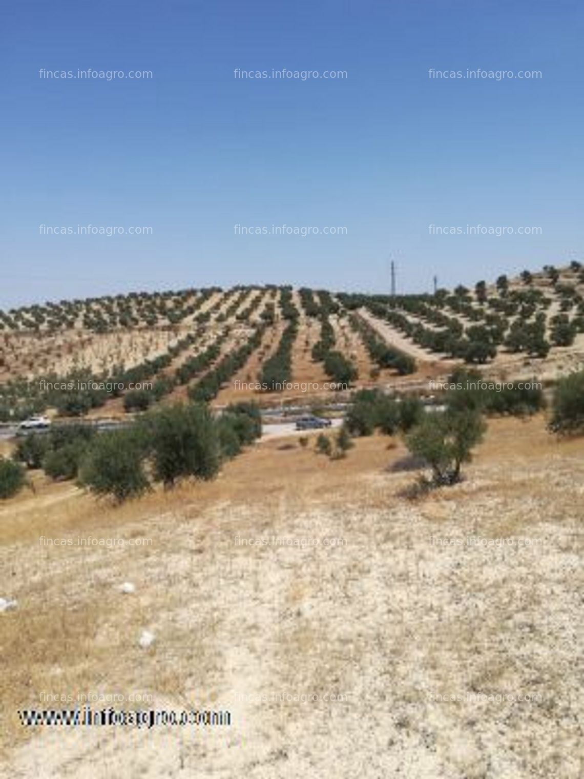 Fotos de Vendo olivar en la malahá, granada