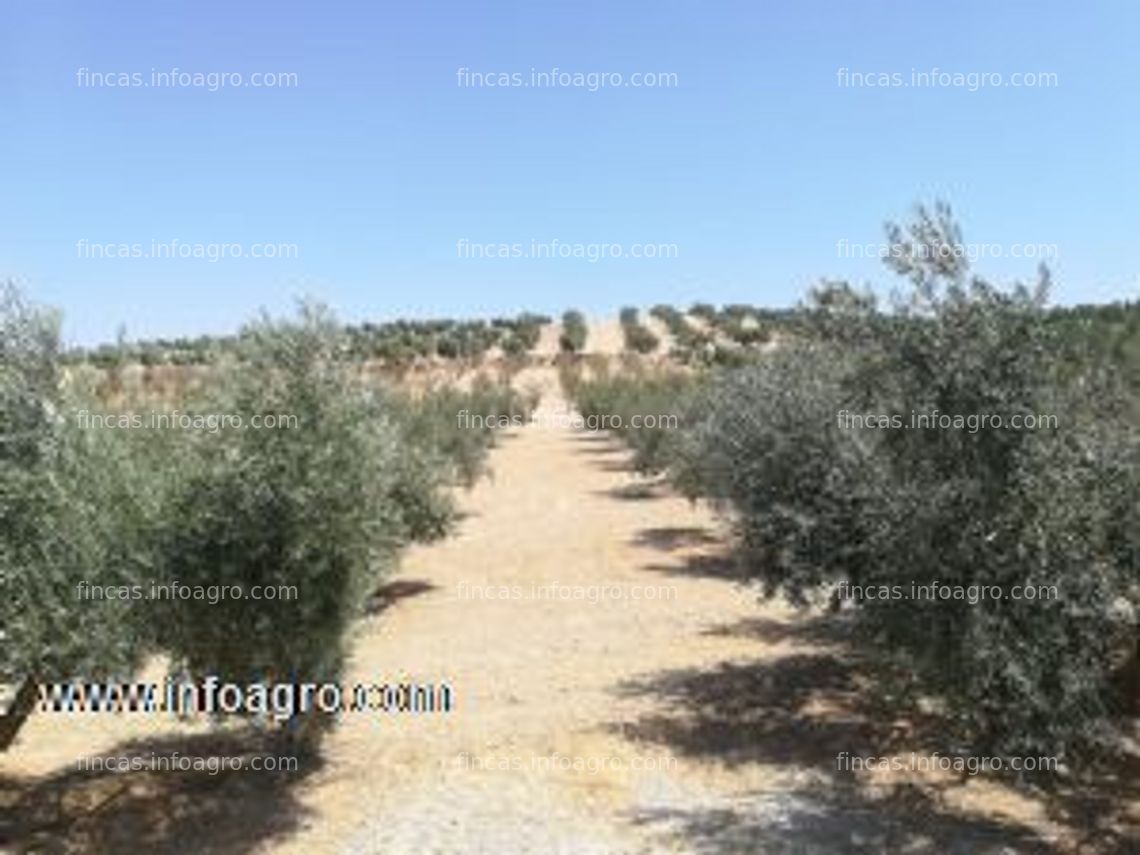 Fotos de Vendo olivar en la malahá, granada