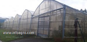 En venta  dos invernaderos en la agroaldea de asteasu de 4. 256 y 3. 500 m2. equipados para cultivo de tomate