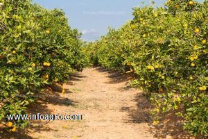 A la venta finca de regadío para cítricos de 14,3 ha en castellón