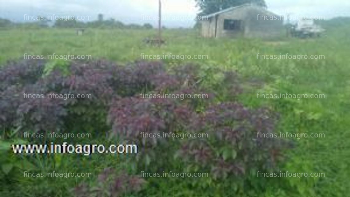 Fotos de En venta  granja de 6 hectáreas barinas-venezuela